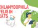 Chlamydophila Felis In Cats