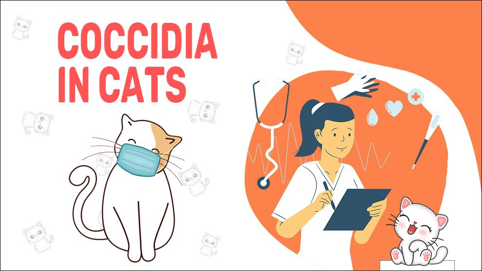 Coccidia In Cats