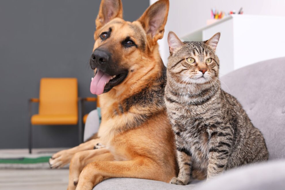 Compatible Dog Breeds