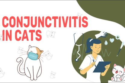 Conjunctivitis In Cats