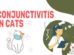 Conjunctivitis In Cats