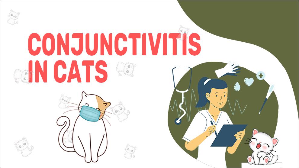 Conjunctivitis In Cats