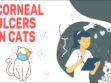 Corneal Ulcers In Cats
