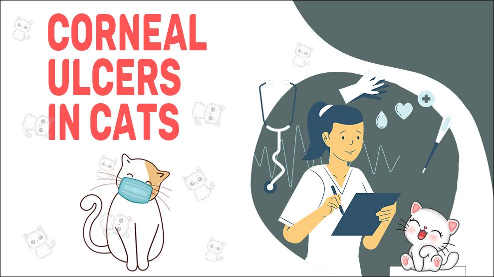 Corneal Ulcers In Cats