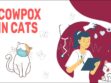 Cowpox In Cats