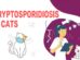 Cryptosporidiosis In Cats