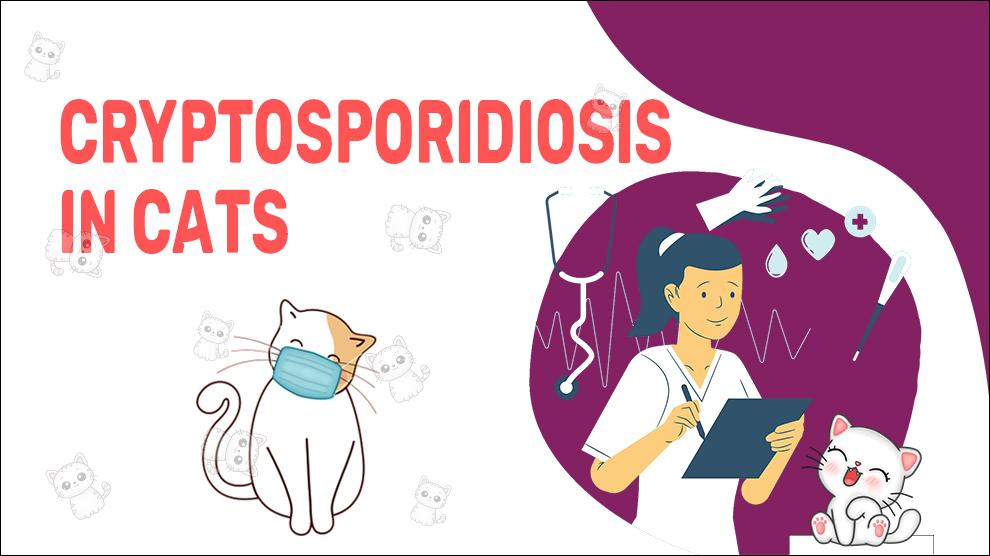 Cryptosporidiosis In Cats
