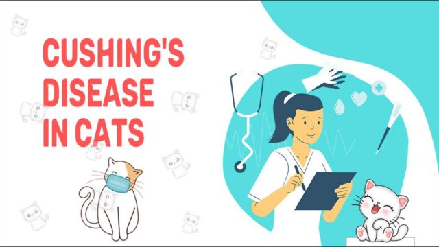 Cushing's Disease In Cats - Causes, Symptoms & Treatment - Petmoo - Cushing'S Disease And Food Allergies In Small Breed Cats
