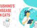 Cushing's Disease In Cats