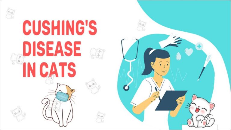 Cushing's Disease In Cats - Causes, Symptoms & Treatment - Petmoo