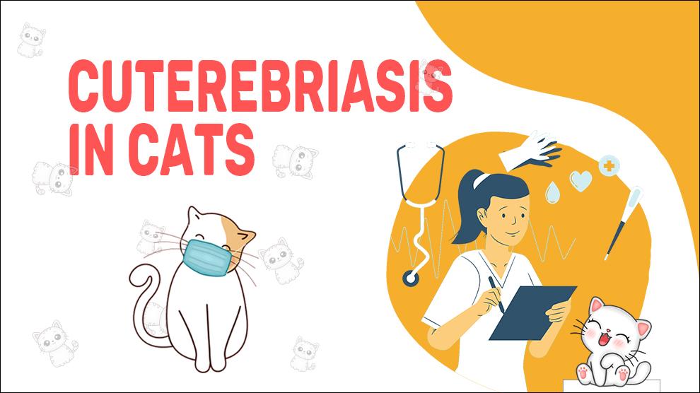 Cuterebriasis In Cats