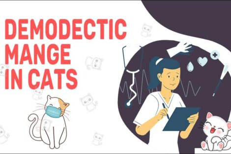 Demodectic Manges In Cats