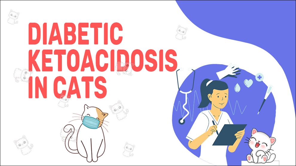 Diabetic Ketoacidosis In Cats