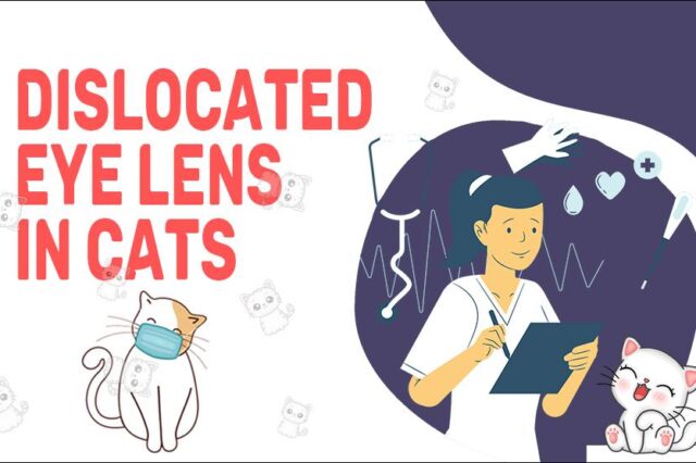 Dislocated Eye Lens In Cats
