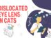 Dislocated Eye Lens In Cats