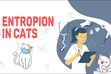 Entropion In Cats