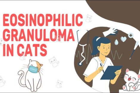 Eosinophilic Granuloma In Cats