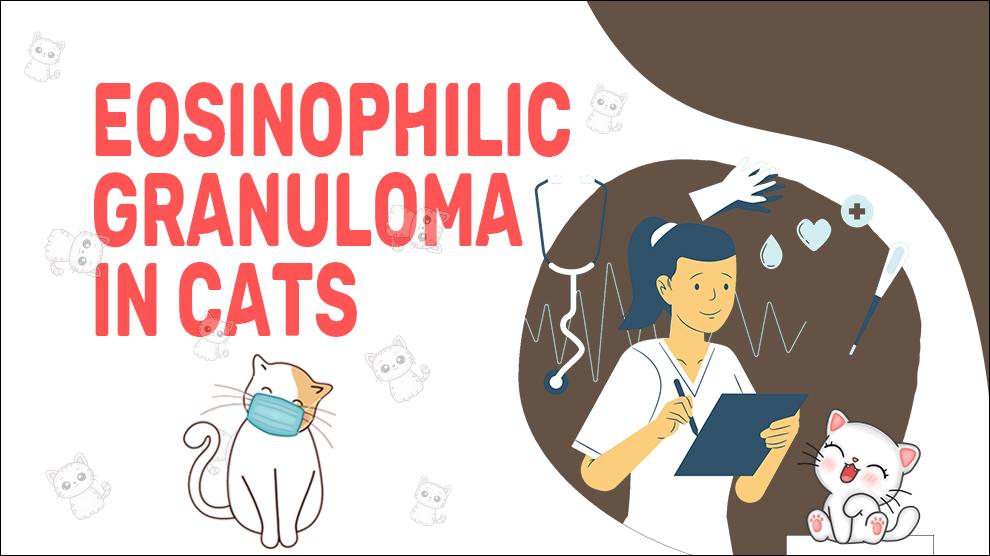 Eosinophilic Granuloma In Cats
