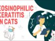 Eosinophilic Keratitis In Cats