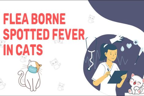 Fela Borne Spotted Fever In Cats