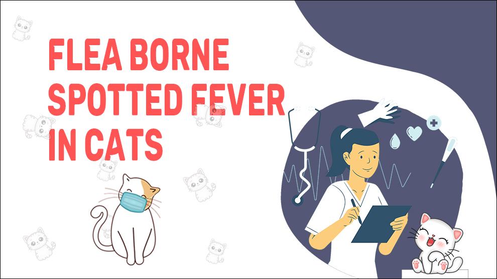 Fela Borne Spotted Fever In Cats