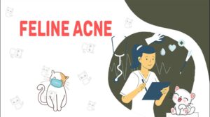 Feline Acne