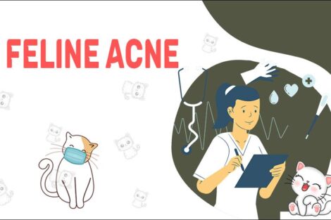 Feline Acne