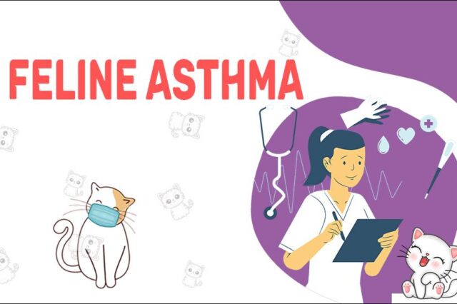 Feline Asthma