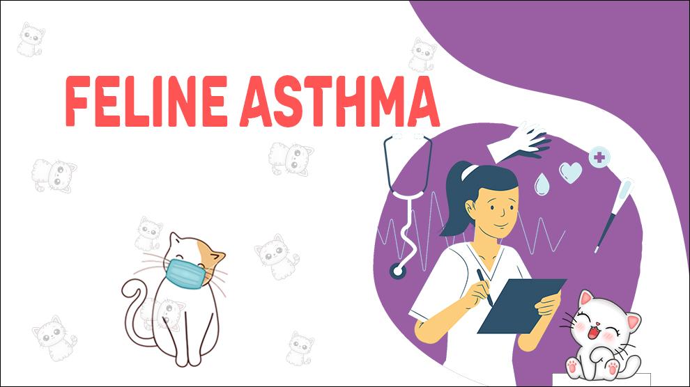 Feline Asthma
