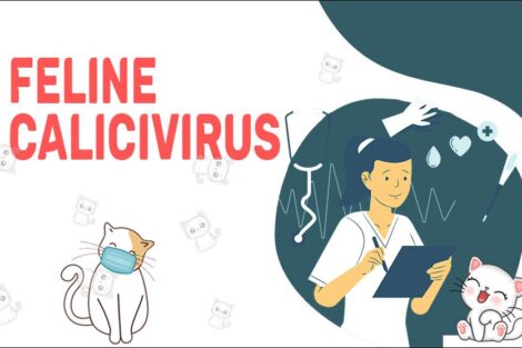 Feline Calicivirus