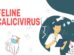 Feline Calicivirus