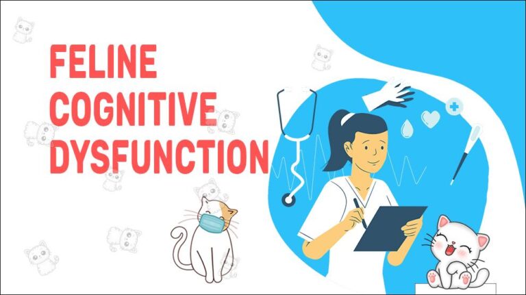 Feline Cognitive Dysfunction - Symptoms, Causes And Treatment - Petmoo