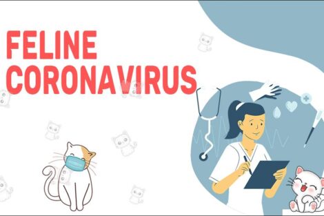 Feline Coronavirus