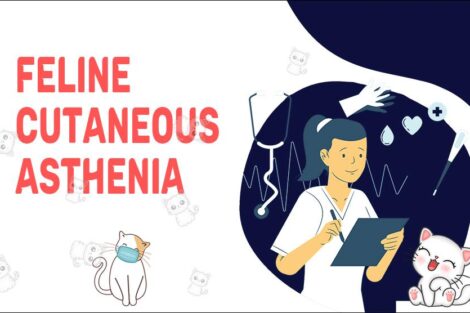 Feline Cutaneous Asthenia