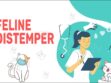 Feline Distemper