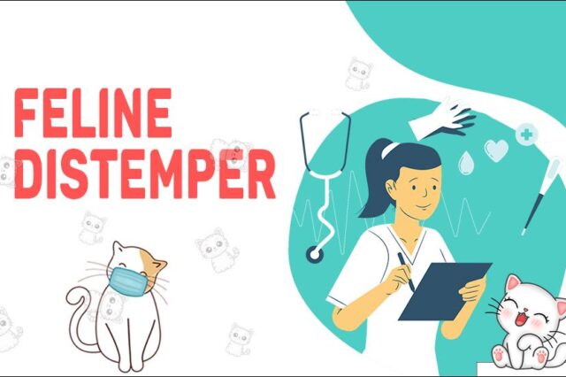 Feline Distemper
