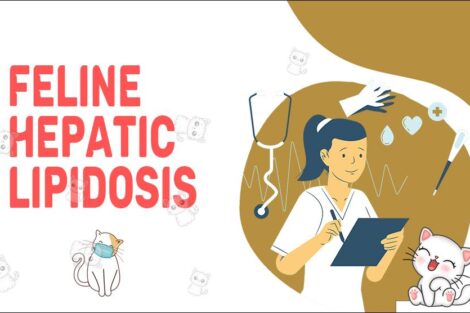 Feline Hepatic Lipidosis