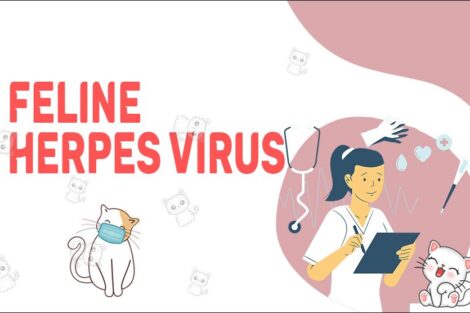 Feline Herpes Virus