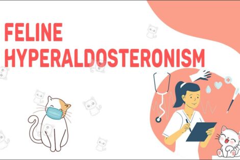 Feline Hyperaldosteronism