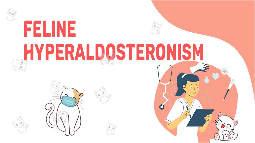 Feline Hyperaldosteronism
