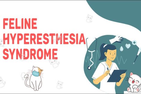 Feline Hyperesthesia Syndrome