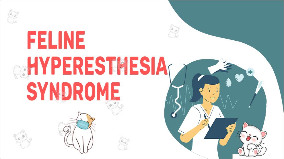 Feline Hyperesthesia Syndrome