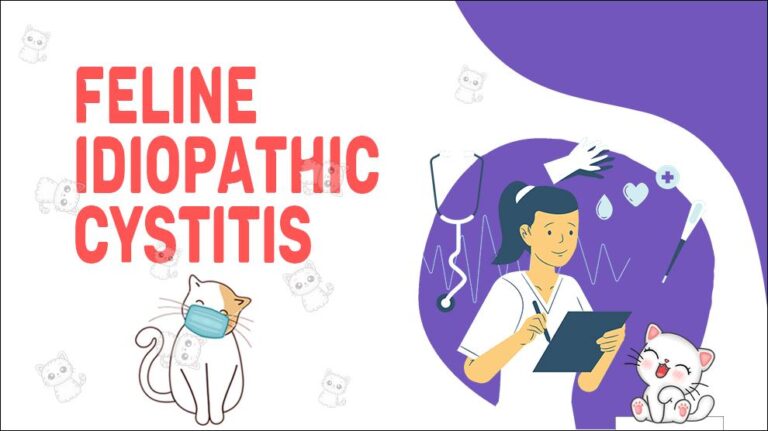 Image showcasing Feline Idiopathic Cystitis - Symptoms & Treatment - Petmoo