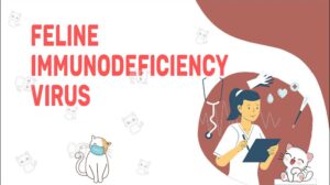 Feline Immunodeficiency Virus