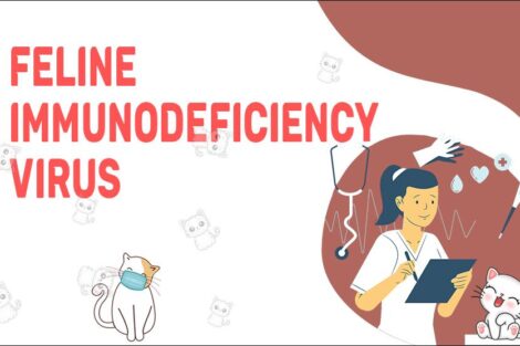 Feline Immunodeficiency Virus