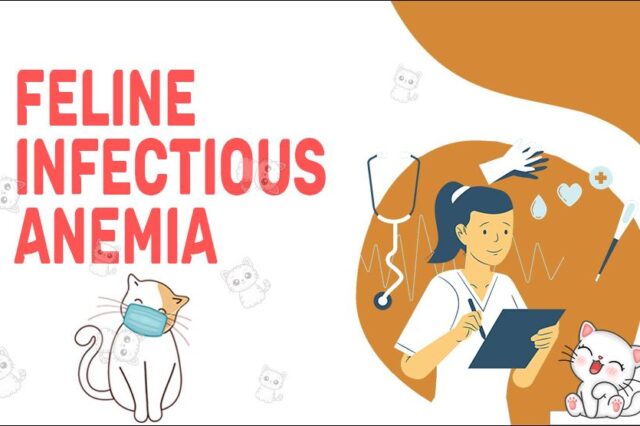 Feline Infectious Anemia