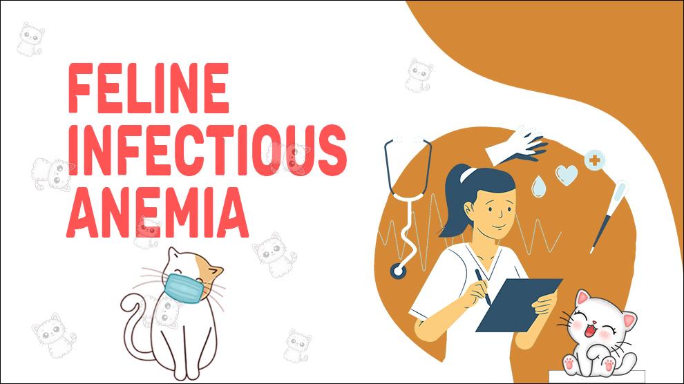 Feline Infectious Anemia