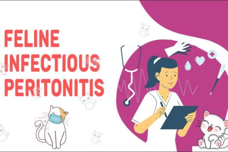 Feline Infectious Peritonitis