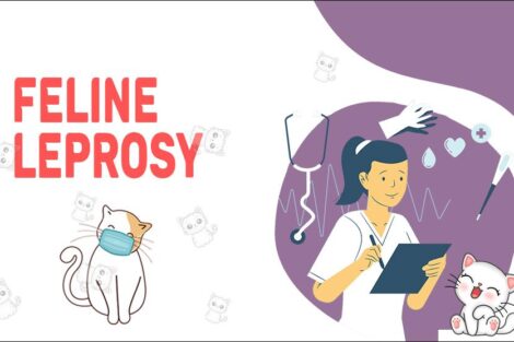 Feline Leprosy
