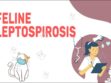 Feline Leptospirosis
